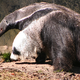 This is such a good animal!! (Image: Malene Thyssen/Wikimedia Commons)